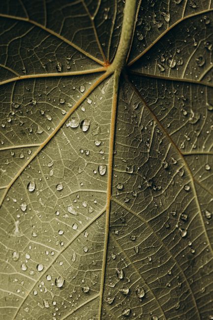 Detailed macro shot of a leaf surface with water droplets, showcasing natural textures.