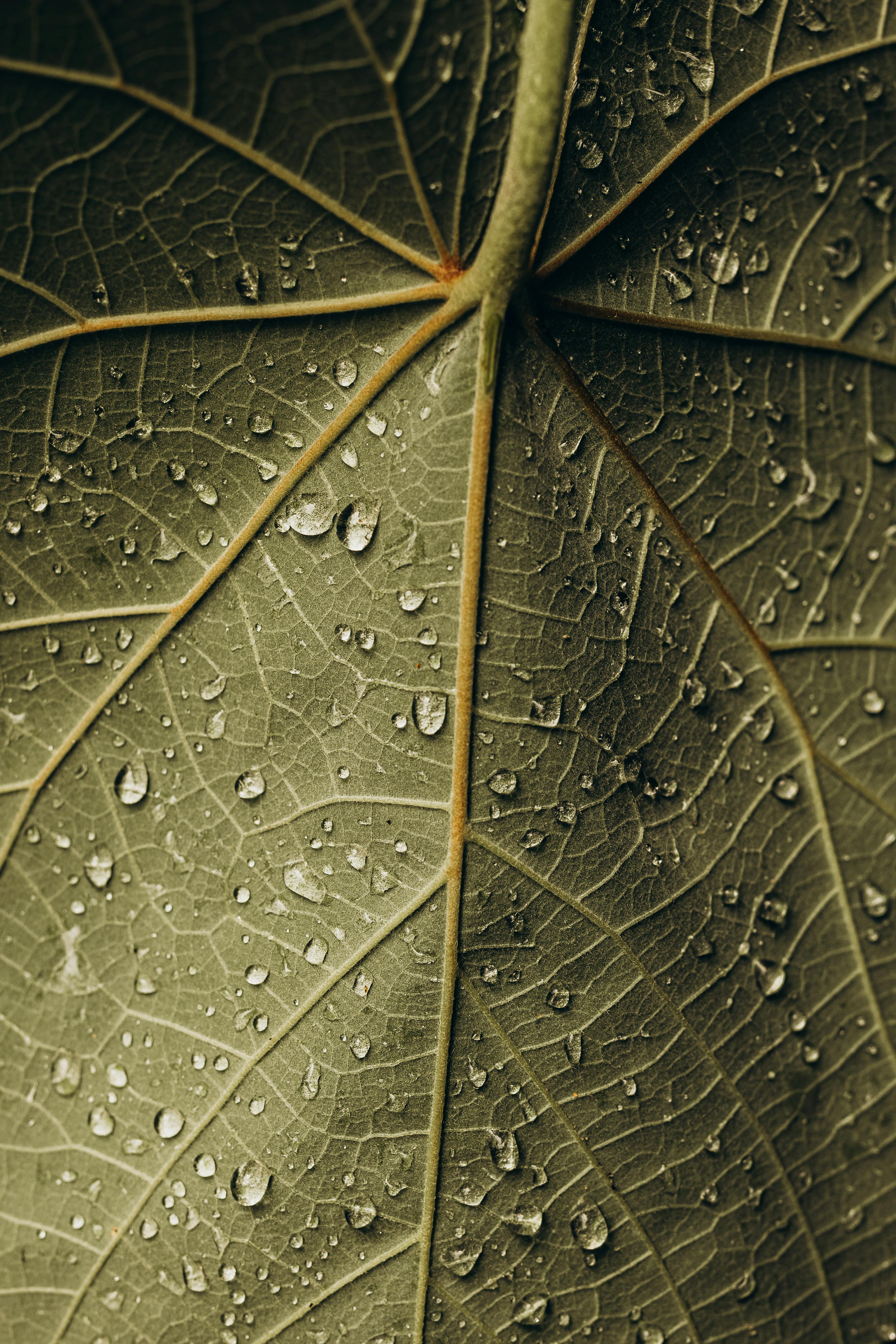 Kostenlos Detaillierte Makroaufnahme einer Blattoberfläche mit Wassertropfen, die natürliche Texturen zeigt. Stock-Foto