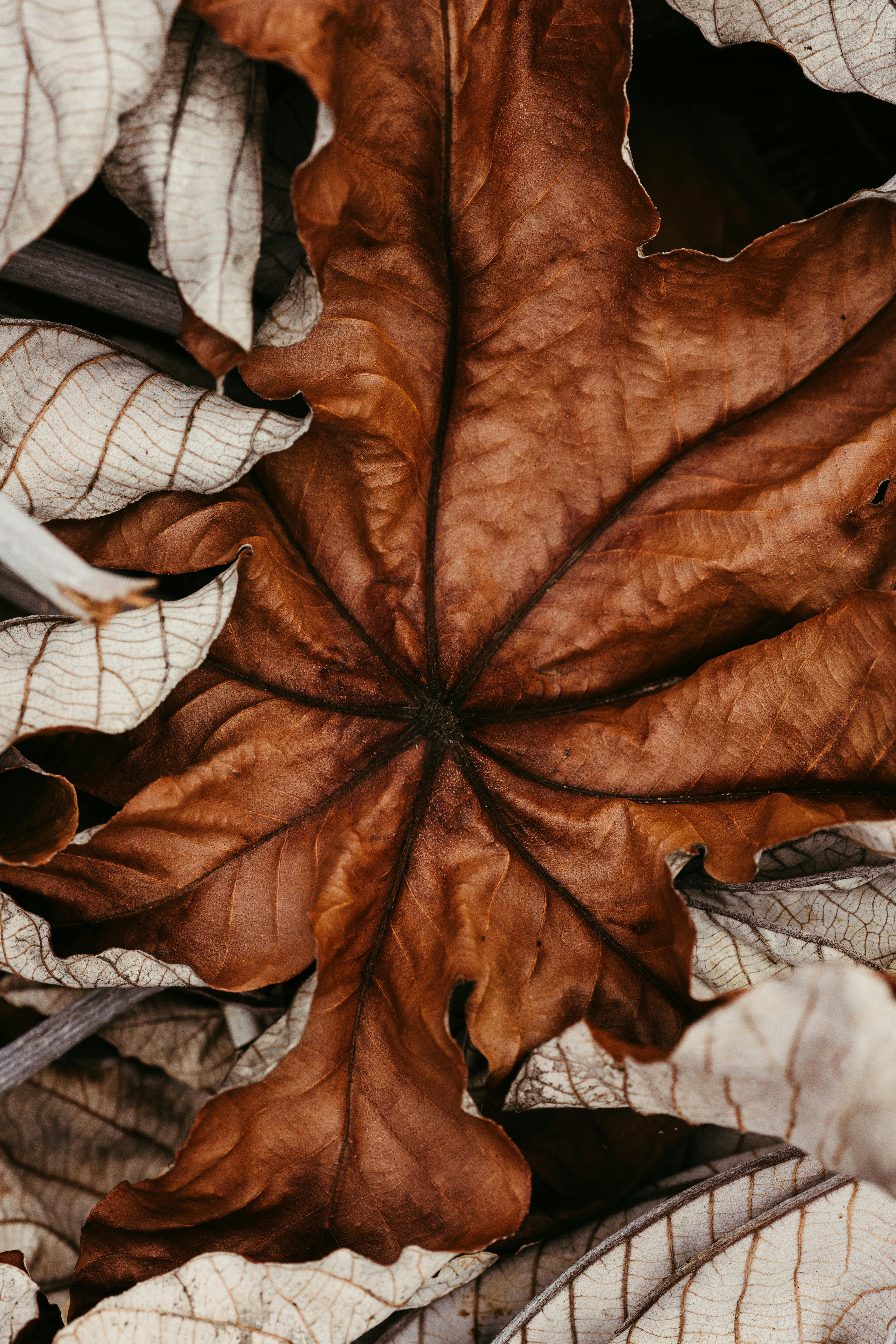 Zadarmo Preskúmajte zložitú hnedú textúru jesenného lístia na tejto detailnej fotografii. Fotka z fotobanky