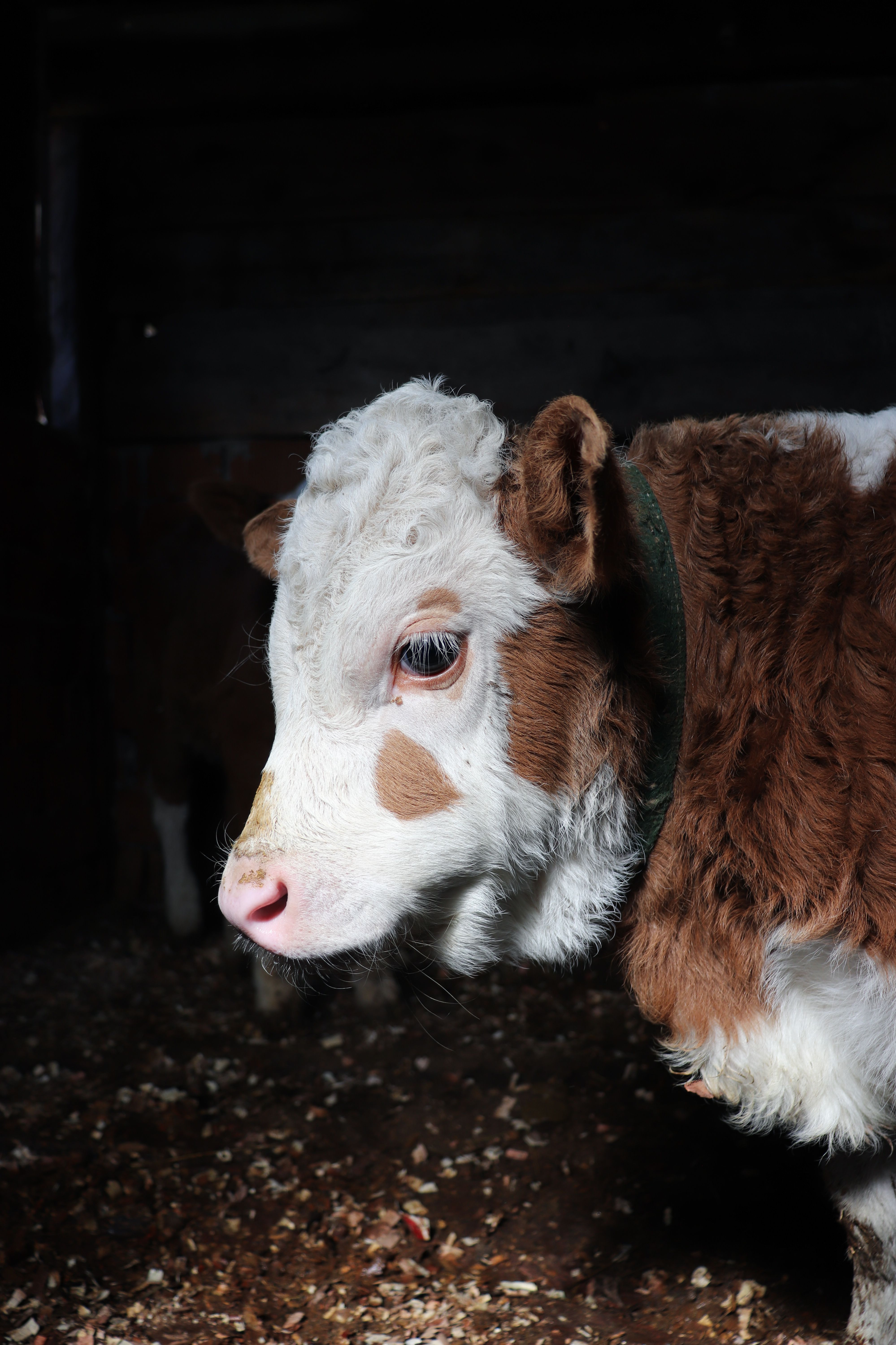 Close-up Portrait of a Brown and White Calf · Free Stock Photo