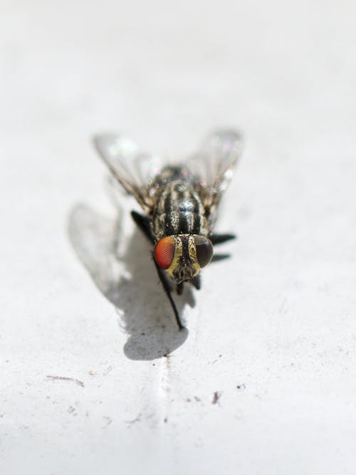 Gratis lagerfoto af flue, insekt, lille