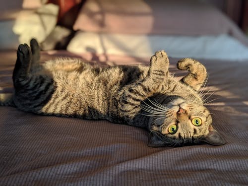 Gray Tabby Cat Lying on Brown Textile