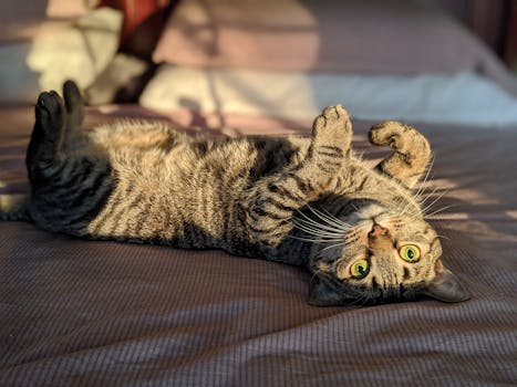 一只可爱的虎斑猫仰卧着，以俏皮的姿势沐浴在室内的阳光里