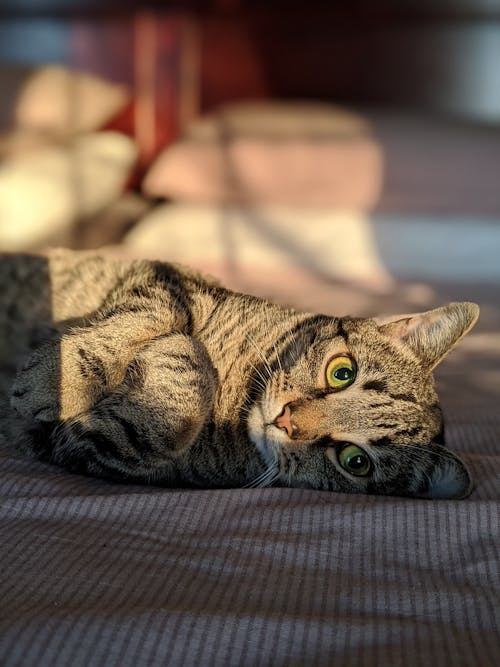 Free Brown Tabby Cat Lying on Brown Textile Stock Photo