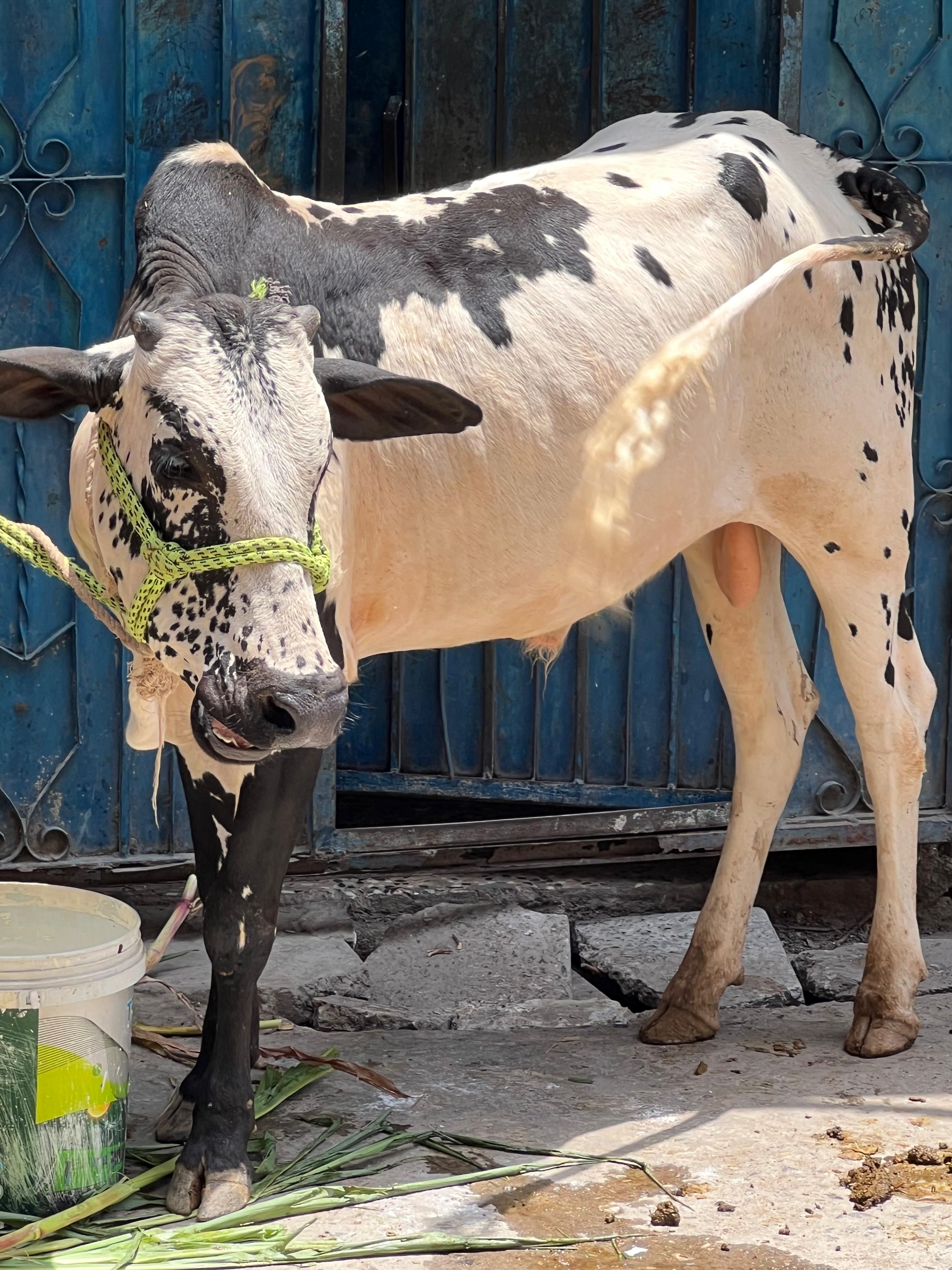 Spotted Holstein cow with feeding bucket standing near a blue gate.