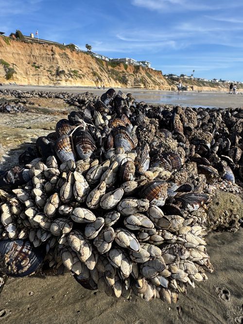 Free Close-up of barnacles on a rocky shoreline at Solana Beach, showcasing coastal marine life. Stock Photo