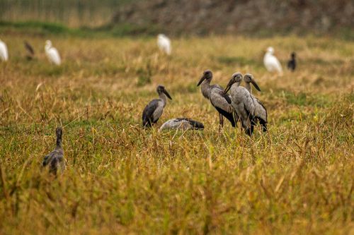 Free Flock of Asian Openbill Storks in grassy Thoubal wetlands, Manipur, India. Stock Photo