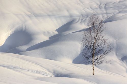 Free A lone tree stands in a tranquil snowy landscape, casting gentle shadows in winter sunlight. Stock Photo