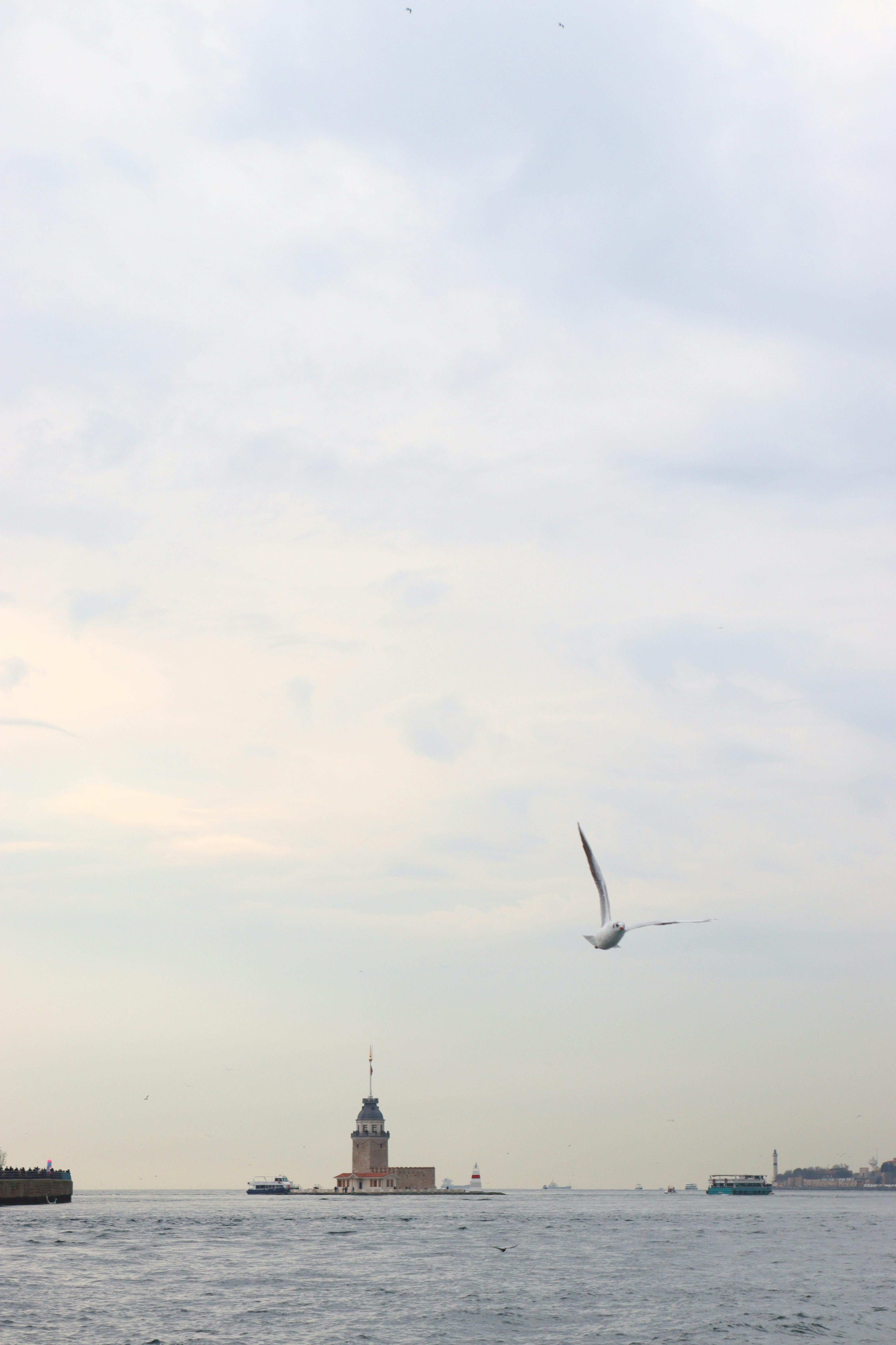 бесплатная Безмятежный морской пейзаж с изображением знаменитой Девичьей башни и парящей над спокойной водой чайки. Стоковое фото