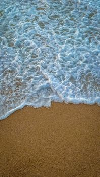 starfish photo