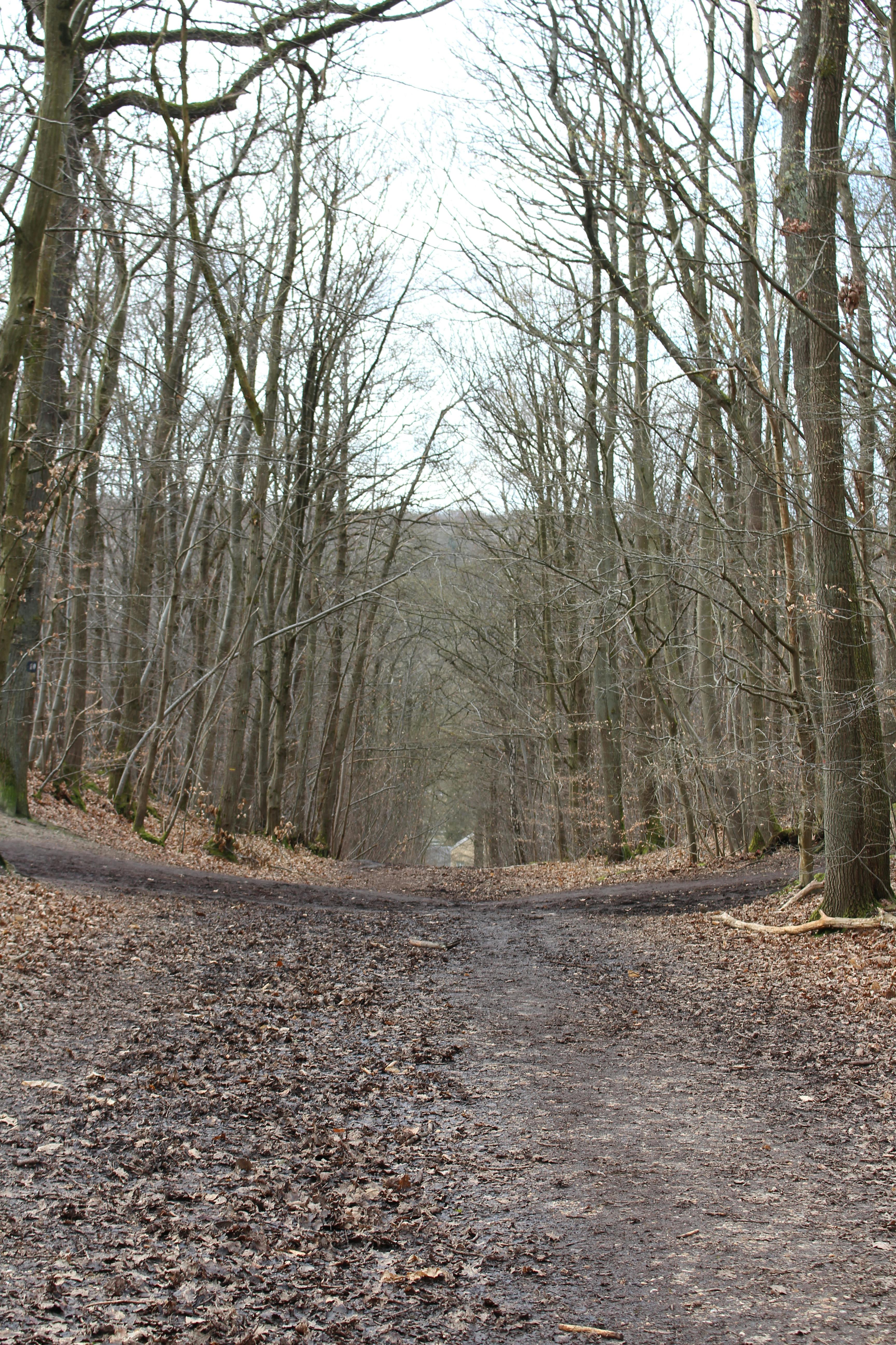 Gratis Foto stok gratis alam, alam liar, alami Foto Stok