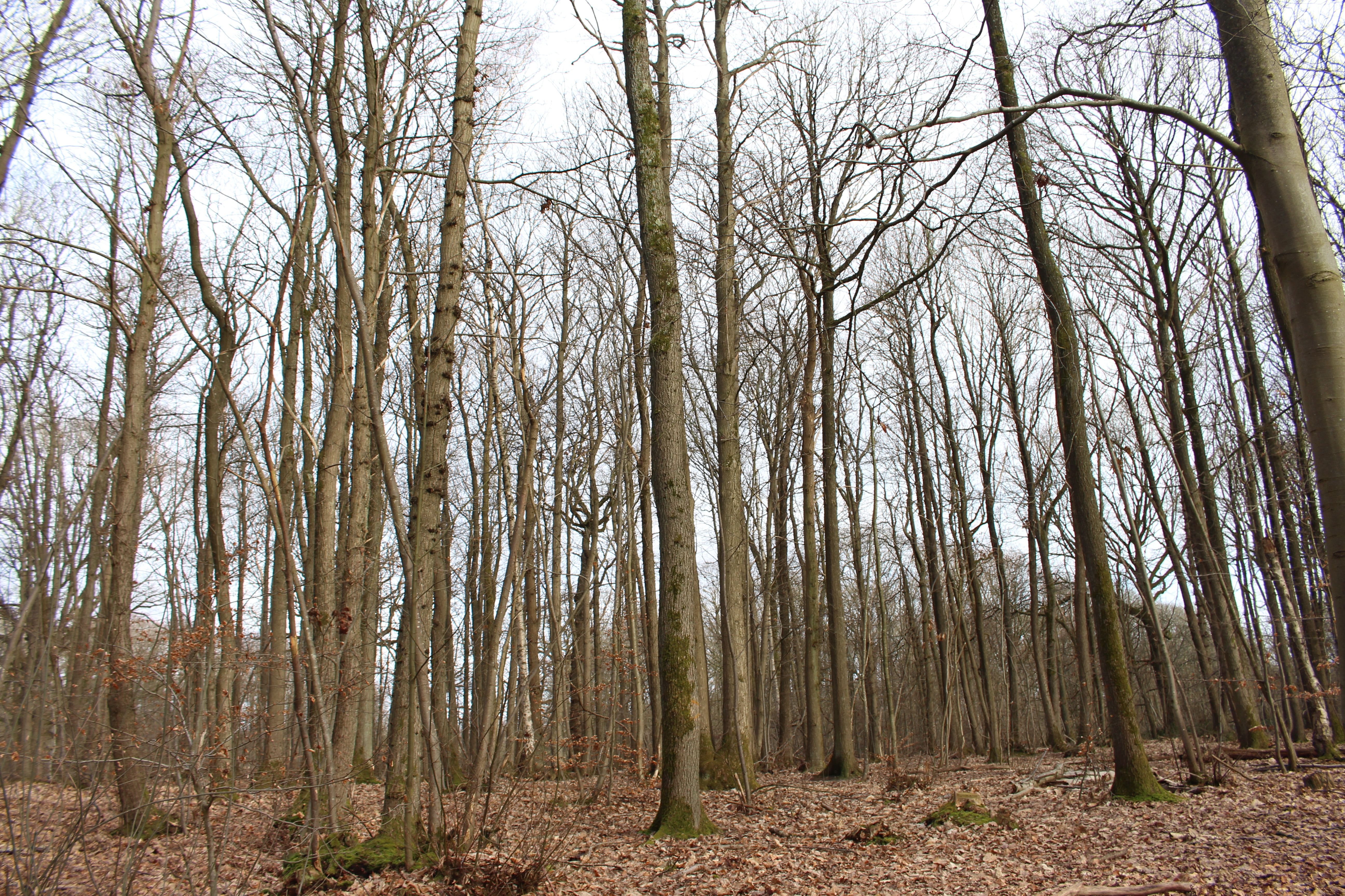 Winter Forest Landscape with Bare Trees · Free Stock Photo