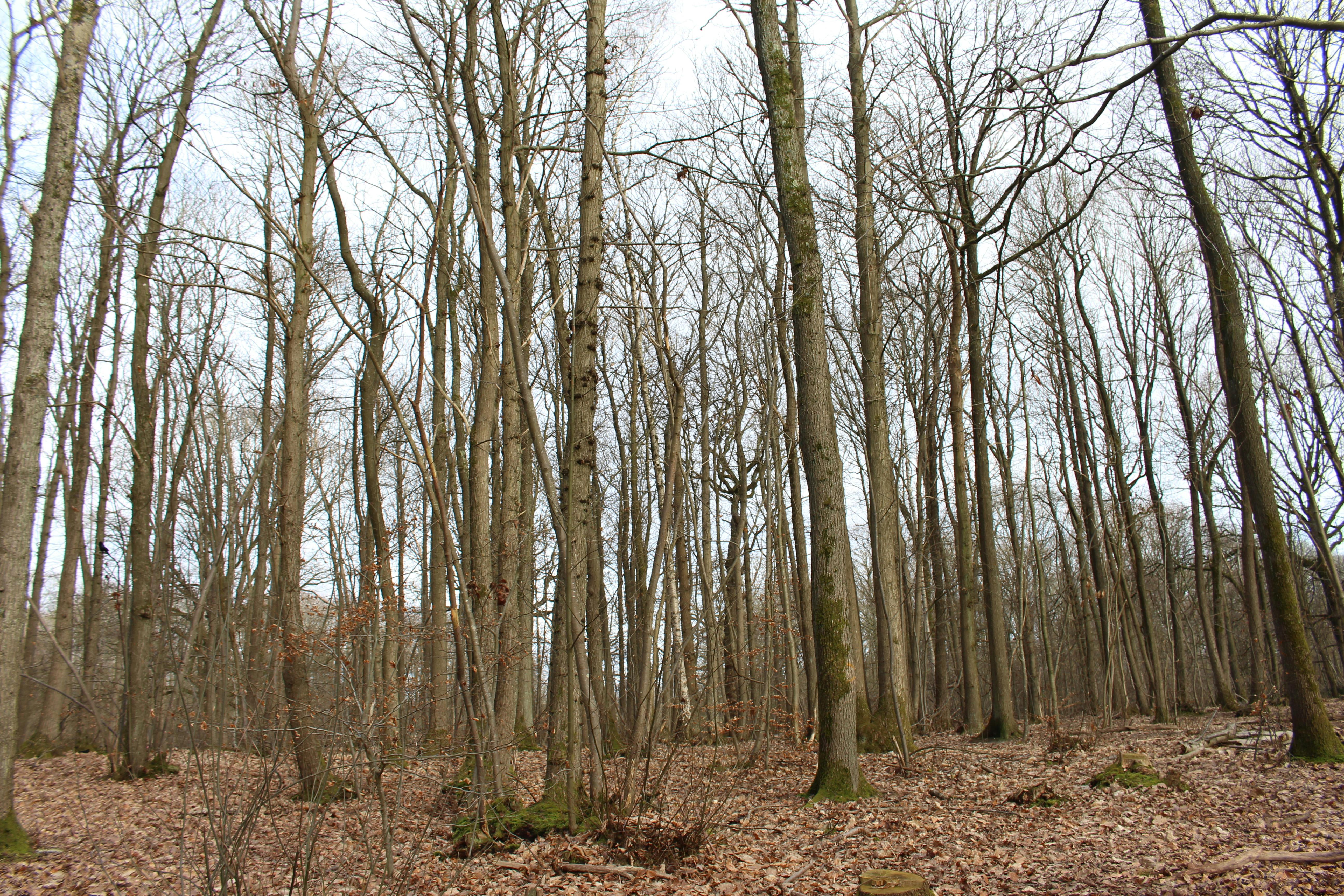 DuPage Forest Preserve executive director leaving for city manager job in Florida — Photo by Joe D on Pexels
