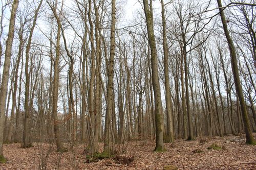 Free A tranquil winter forest view of tall, leafless trees under a cloudy sky. Stock Photo