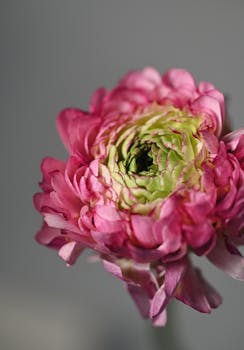 Detailed macro shot of a vibrant pink ranunculus flower in bloom, showcasing texture.