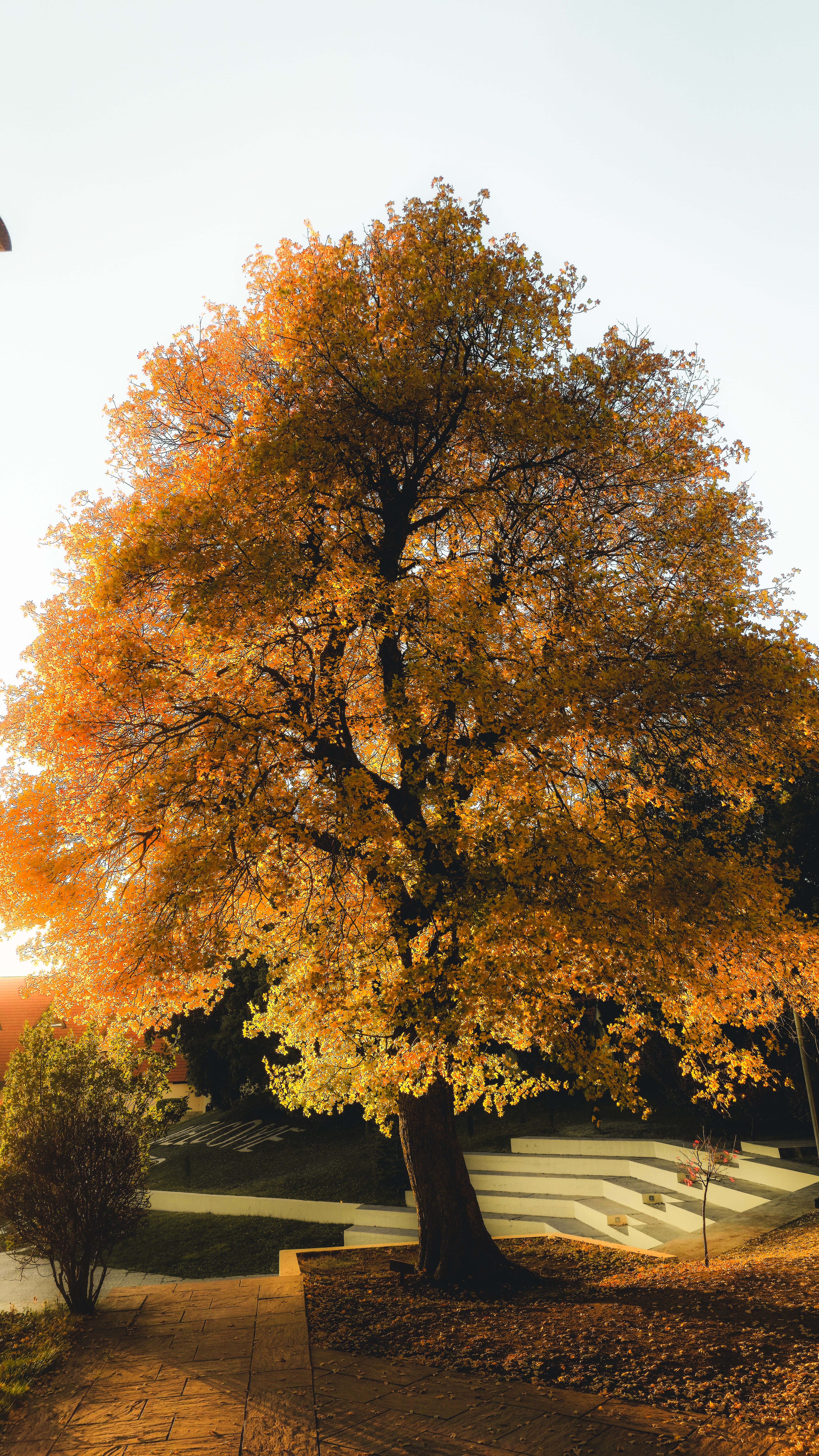 Golden Autumn Tree at Sunset in Park · Free Stock Photo