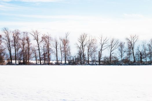 A tranquil winter scene featuring snow-covered ground and a row of bare trees under a clear blue sky.