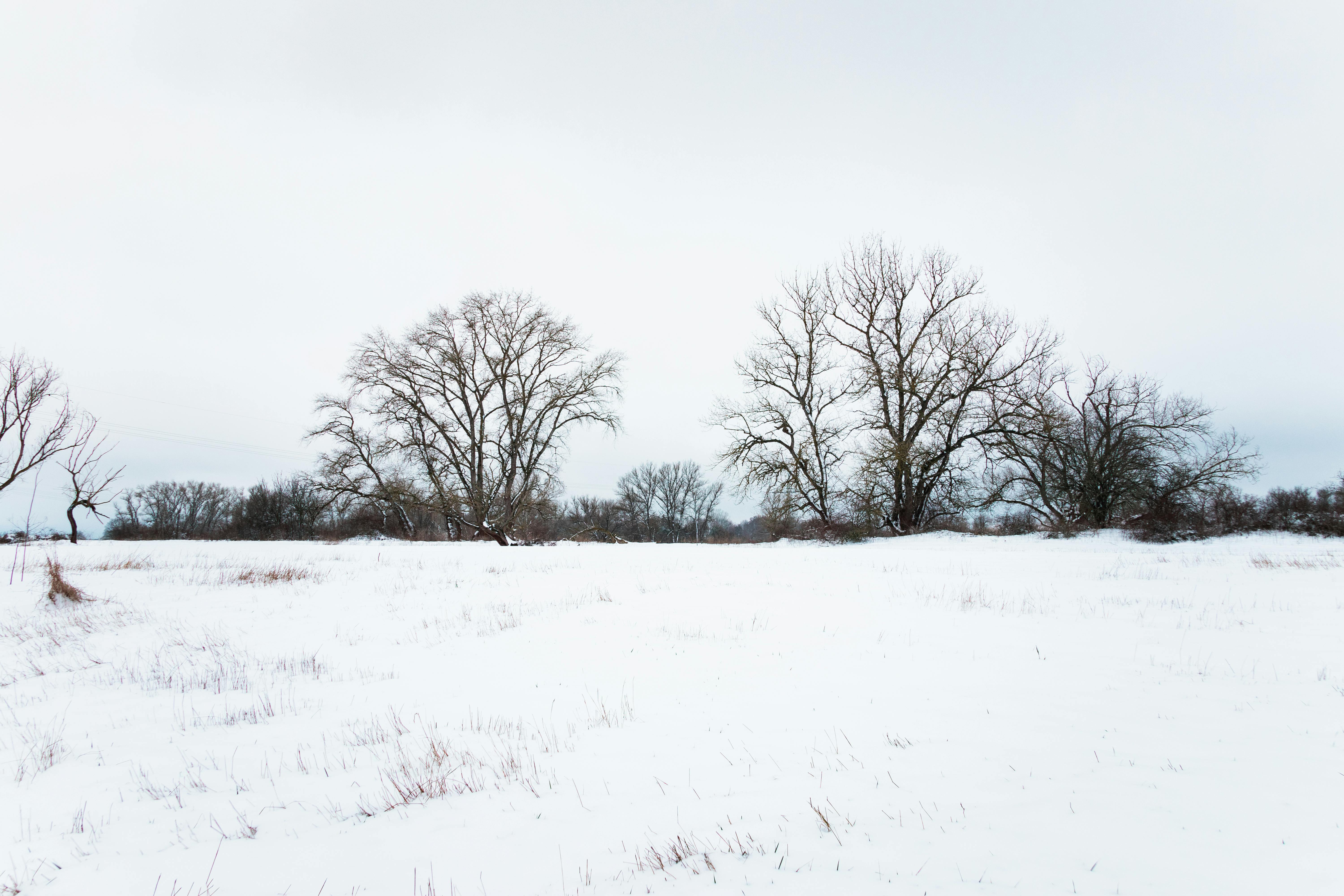 無料 雪をかぶった木々や曇り空の下の広い野原が特徴的な静かな冬の風景。 写真素材