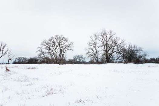 A tranquil winter scene featuring snow-covered trees and an open field under a cloudy sky.
