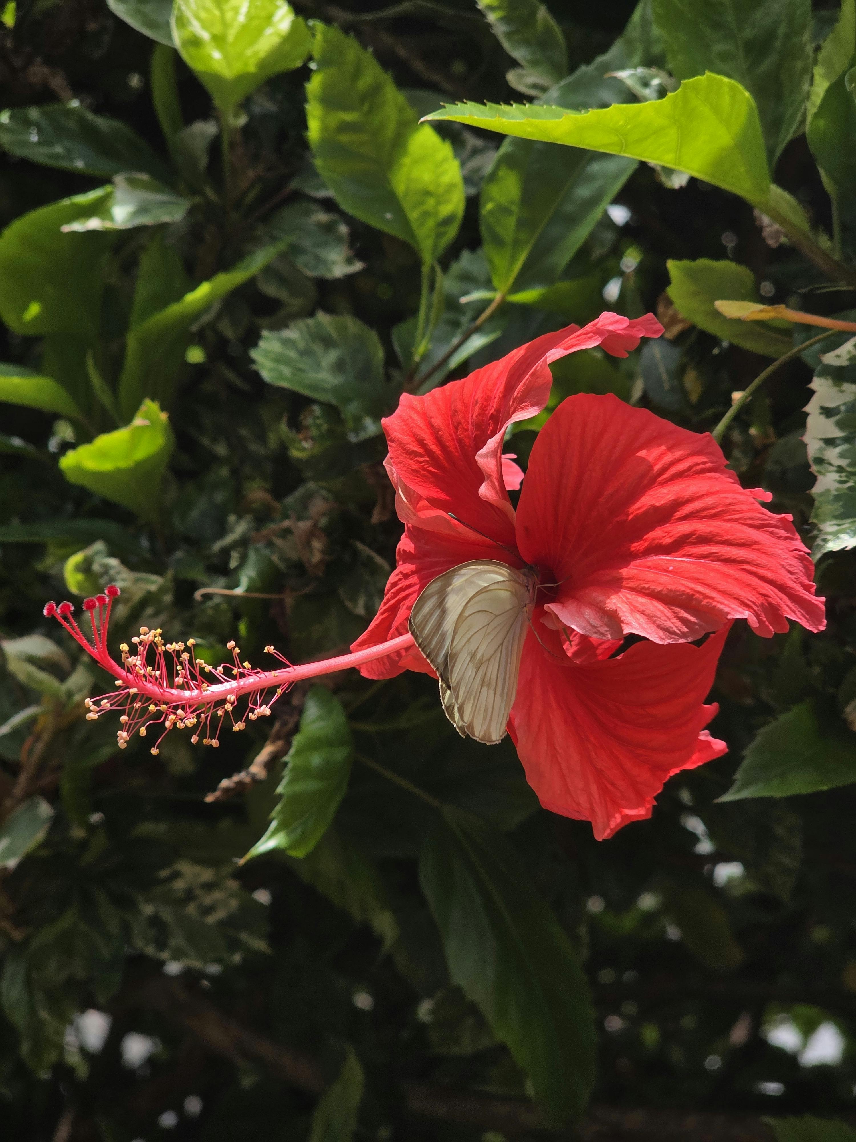 無料 緑豊かな葉に囲まれた赤いハイビスカスの花と蝶のクローズアップ。 写真素材