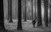 一个在雾天穿过雾蒙蒙的森林的人，森林里长着高大的树木