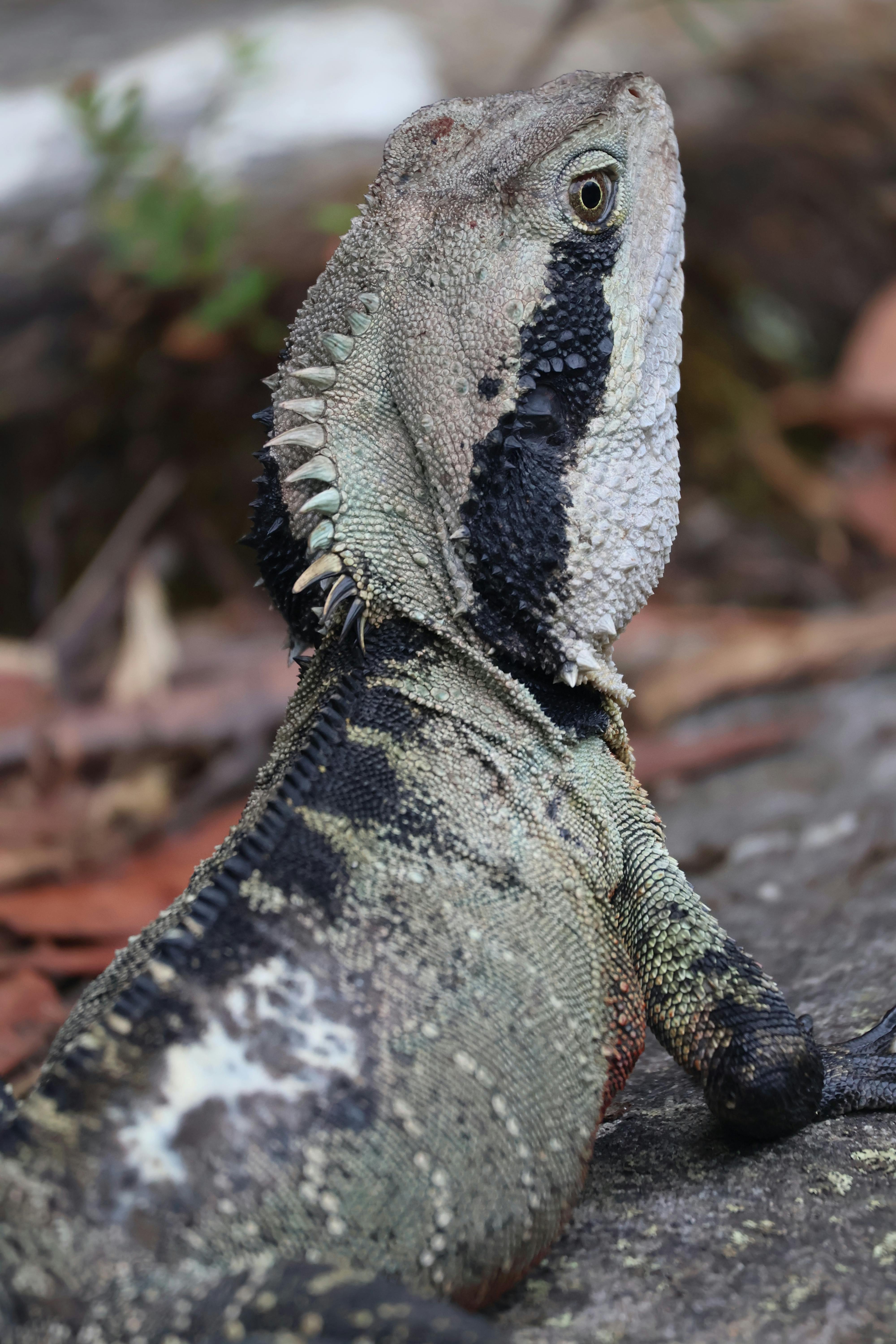 бесплатная Детальный снимок крупным планом восточной водяной ящерицы, греющейся на скале в Королевском национальном парке штата Новый Южный Уэльс. Стоковое фото