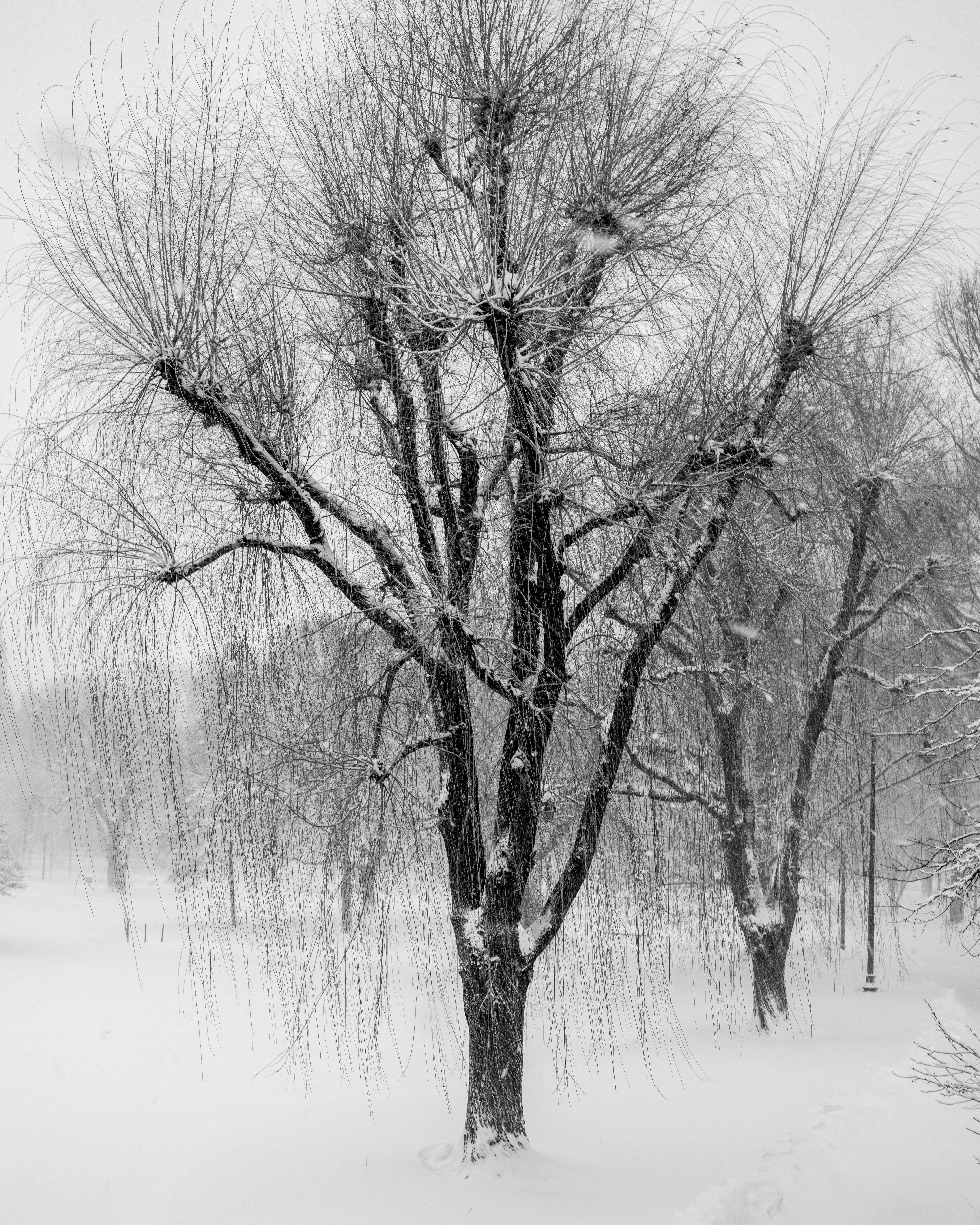 бесплатная Спокойная черно-белая фотография заснеженных ив в парке Бостона в снежную зимнюю погоду. Стоковое фото