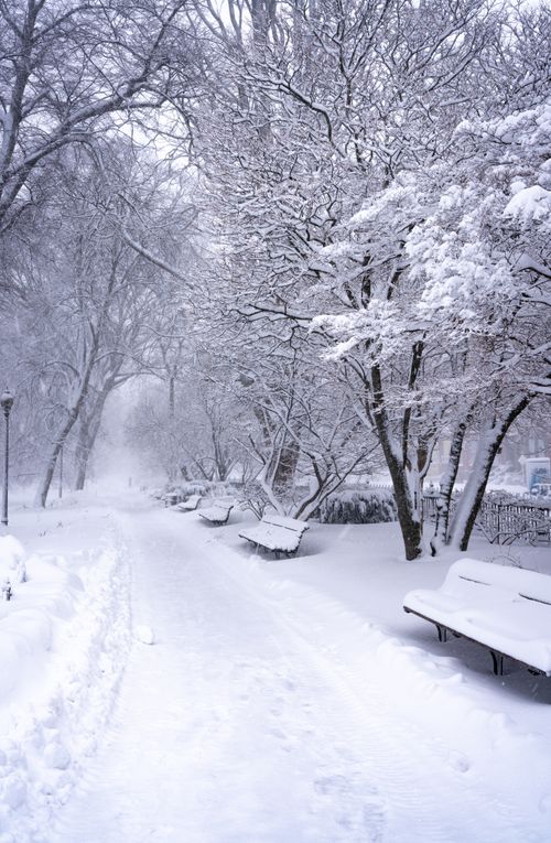 Free Serene winter scene in Boston, showing a snow-covered park pathway lined with trees. Stock Photo