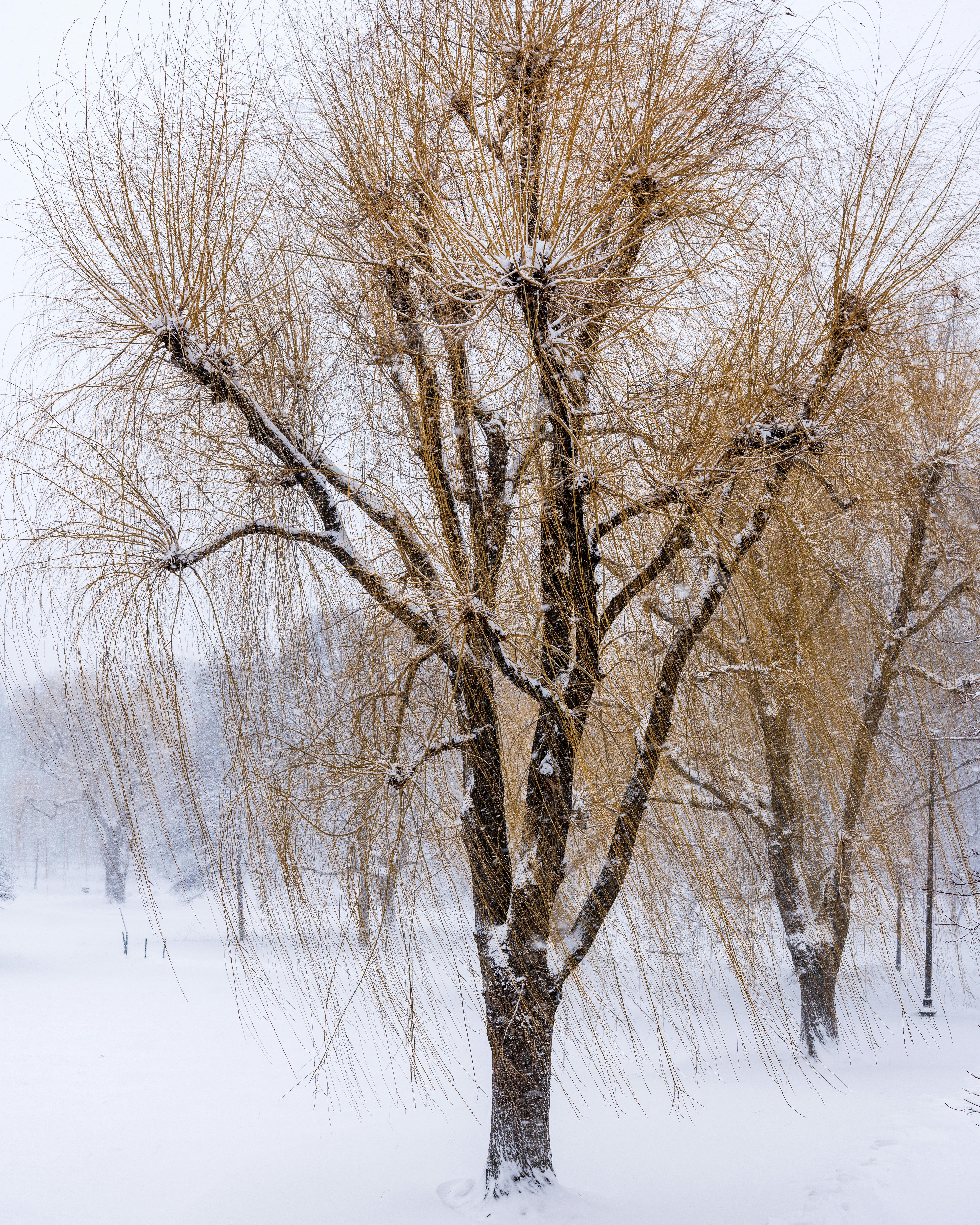 бесплатная Величественные ивы, покрытые свежим снегом зимой в Бостоне, штат Массачусетс. Стоковое фото