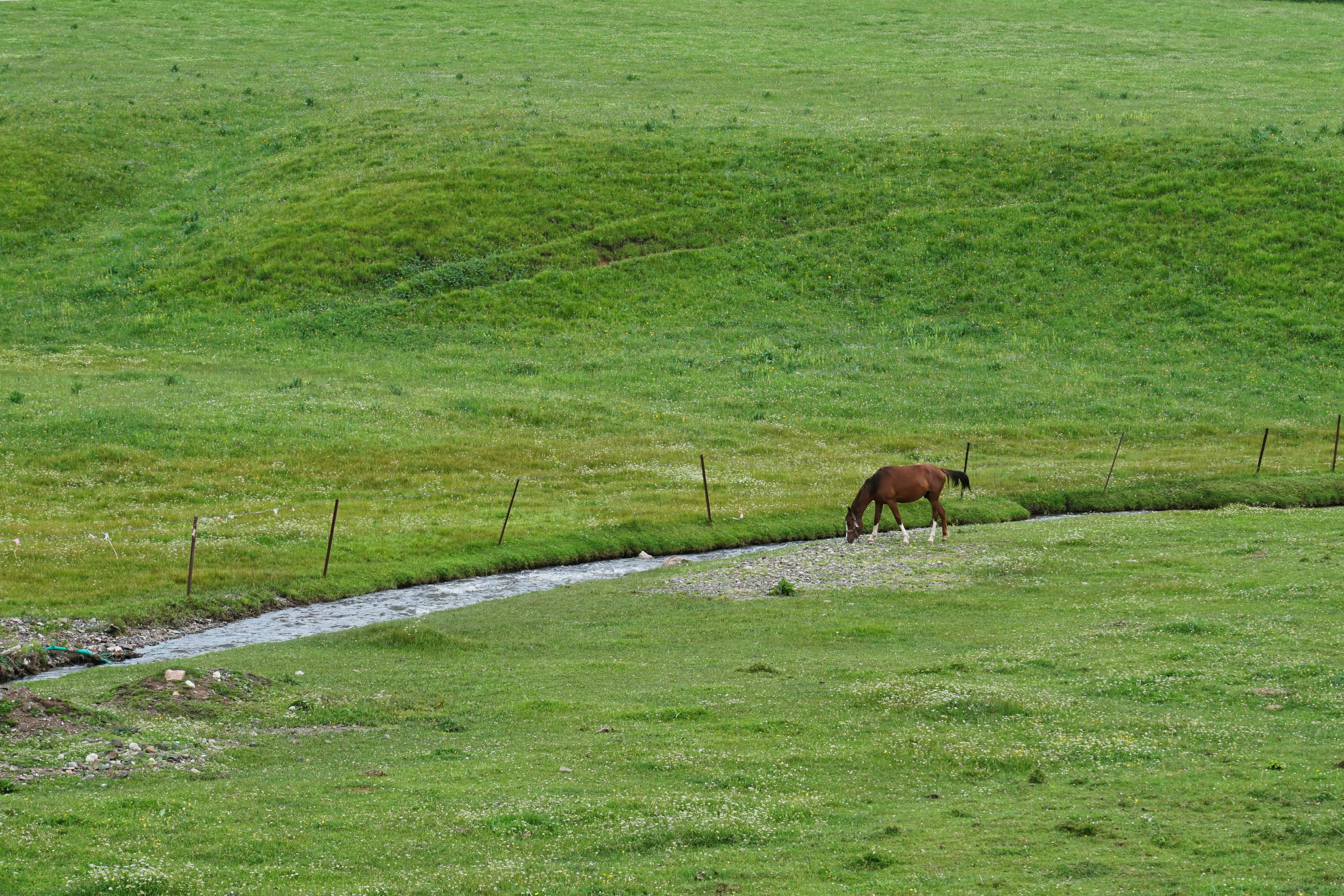 無料 緑豊かな草原の小川のほとりで馬が静かに草を食んでおり、自然の静けさを表現しています。 写真素材