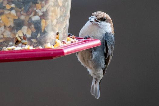 Close-up of a sparrow perched on a feeder enjoying seeds indoors during winter.
