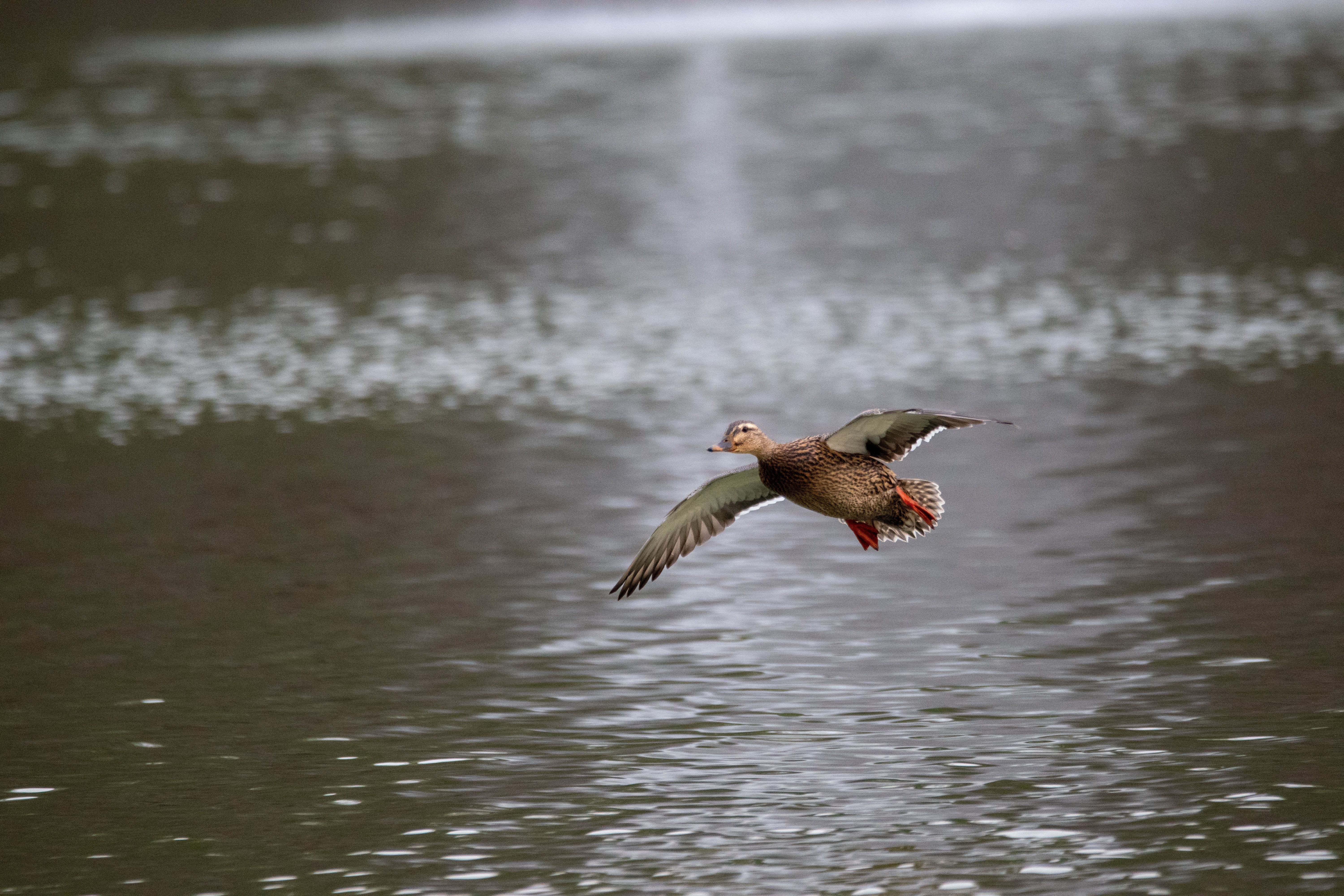 2012 Review of Drake Software — Drake Tax — Photo by Jacob Willoughby on Pexels