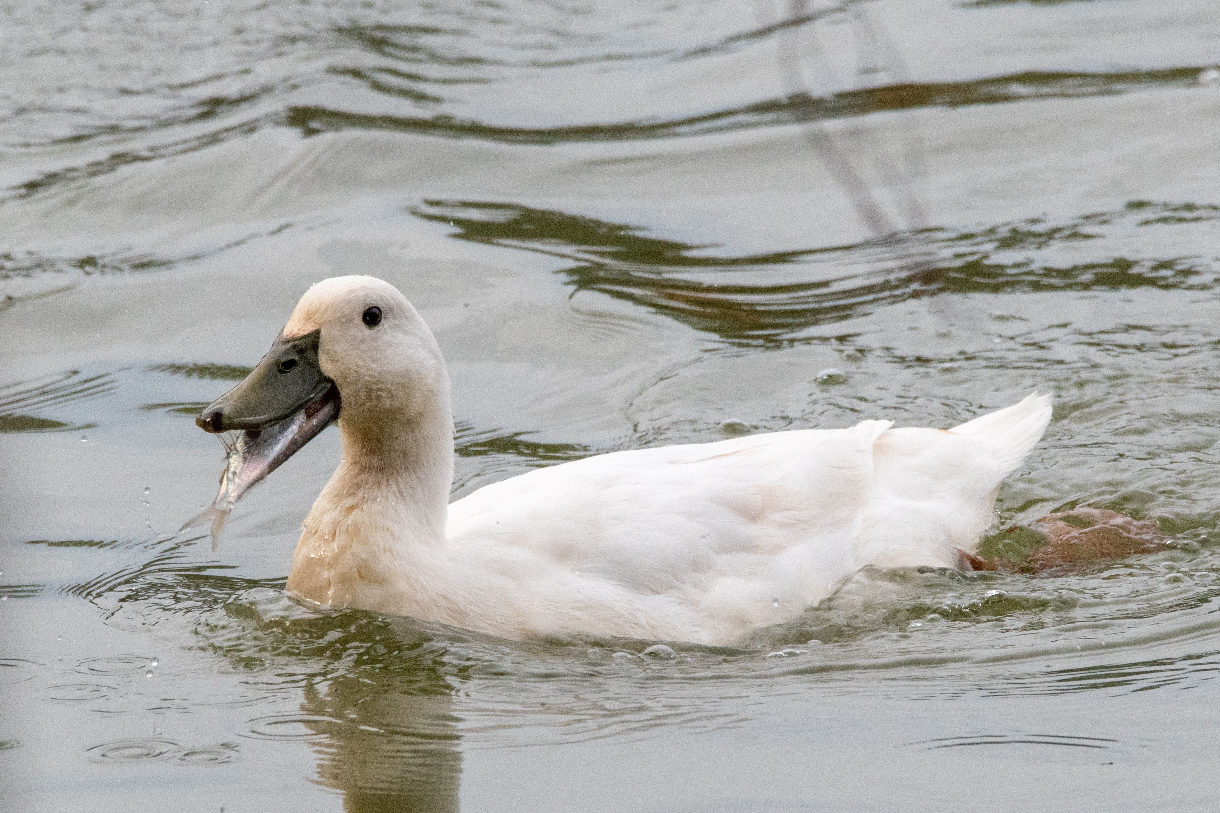 Duck Catching Fish in a Tranquil Lake · Free Stock Photo