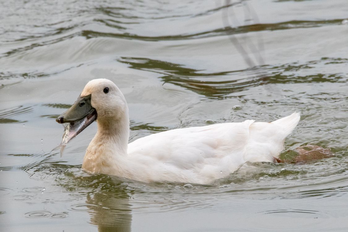 Duck Catching Fish Duck Catching Fish in a Tranquil Lake · Free Stock Photo