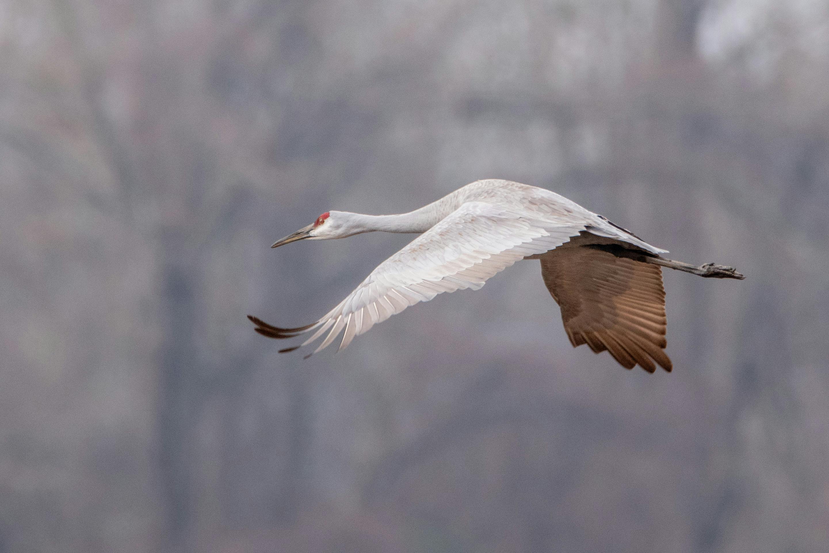 Gratis Burung bangau Sandhill terbang dengan anggun di lingkungan berkabut dengan fokus lembut. Foto Stok