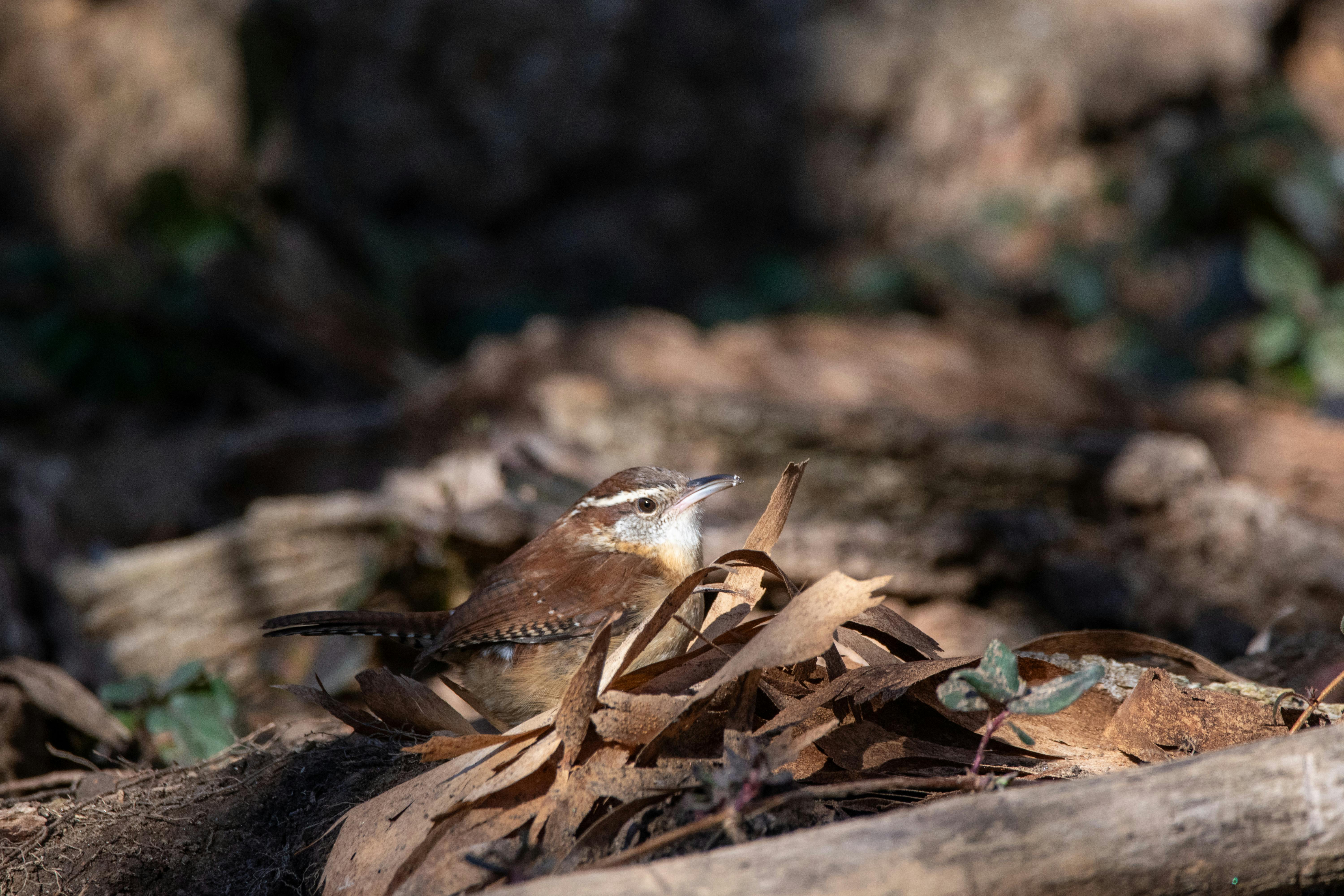Close-up of a Carolina Wren searching for food amongst dry leaves in a forest setting.