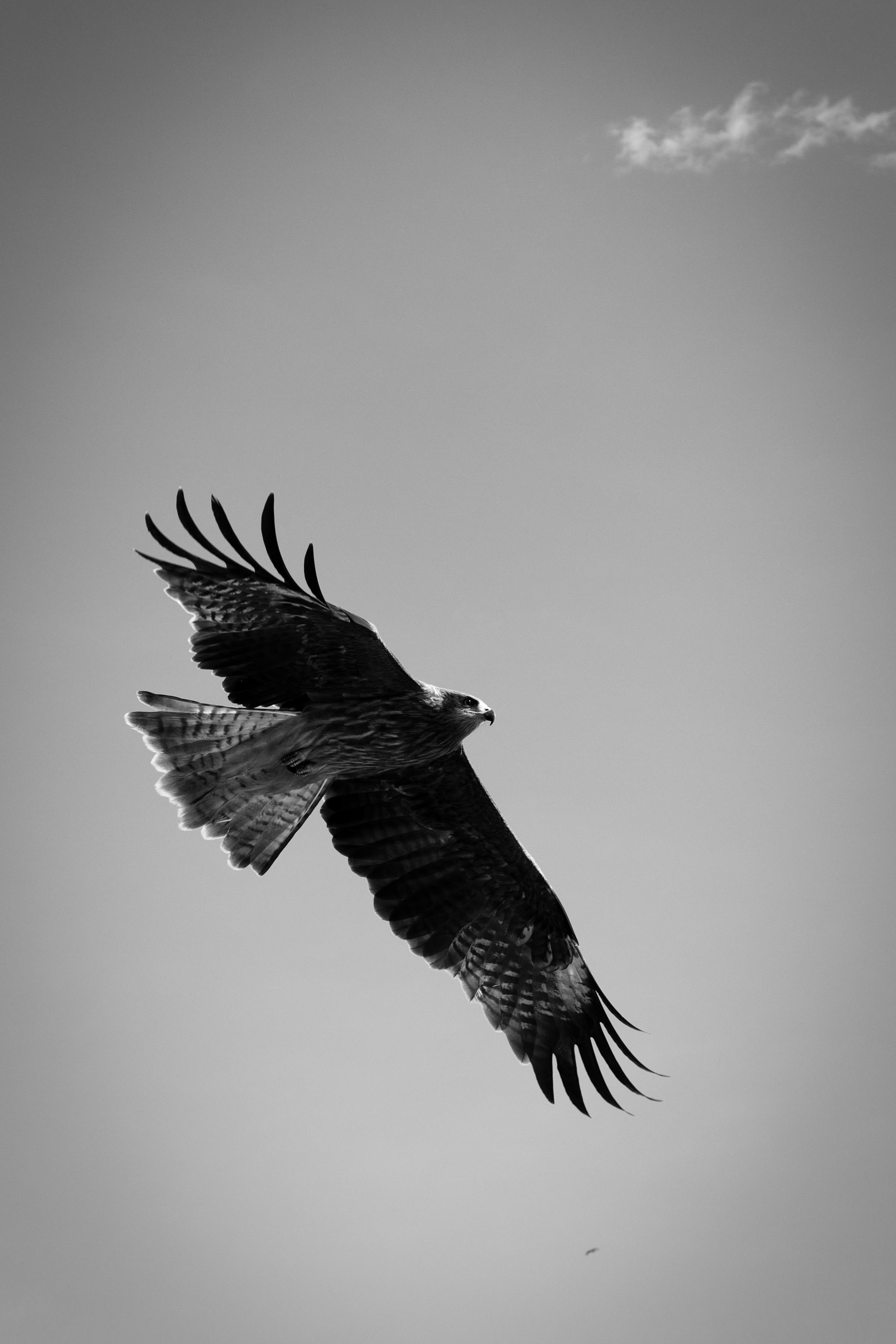 Gratis Foto stok gratis alam, alami, anggun Foto Stok