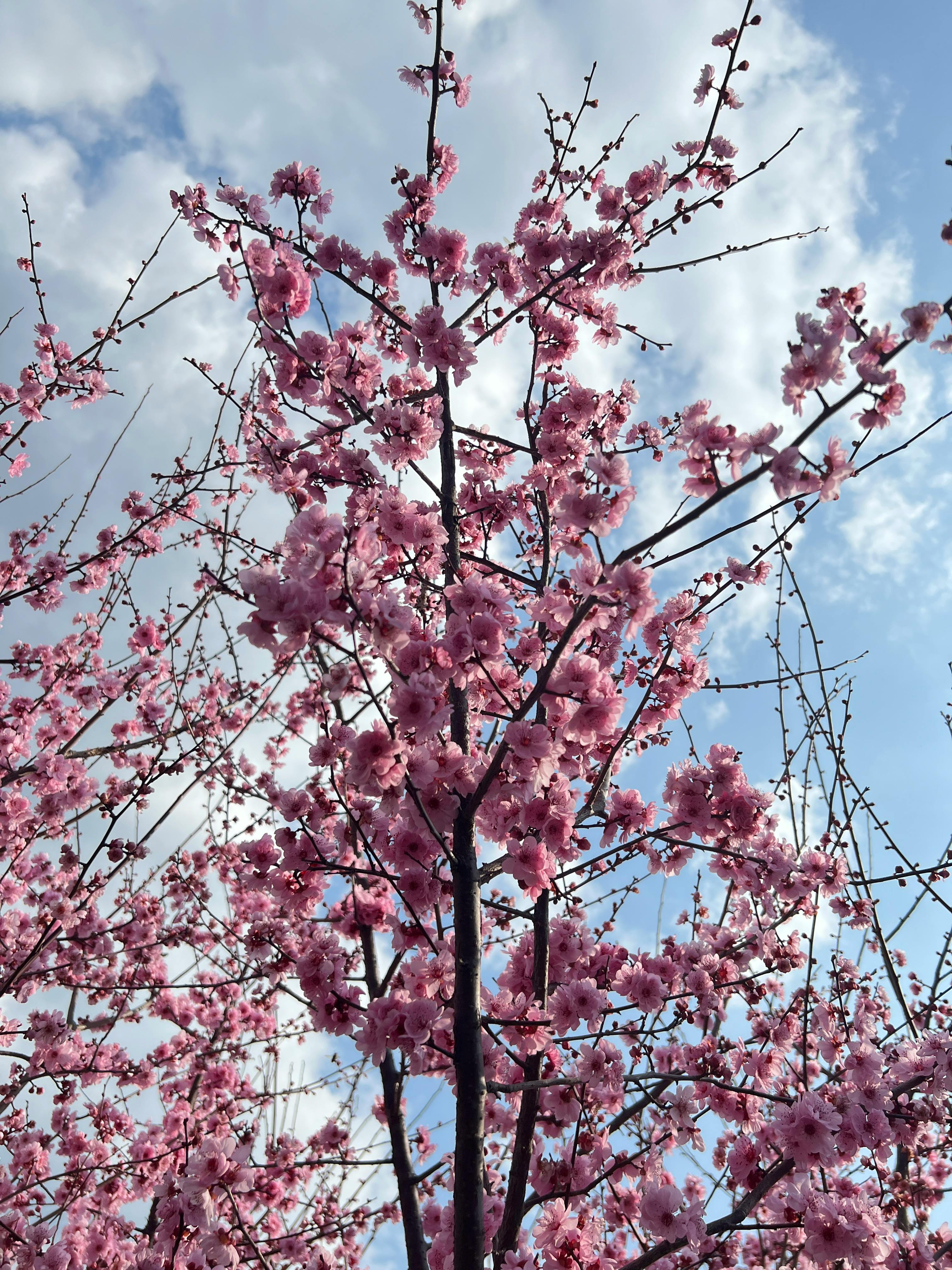 бесплатная Бесплатное стоковое фото с prunus serrulata, азиатское наследие, Азия Стоковое фото