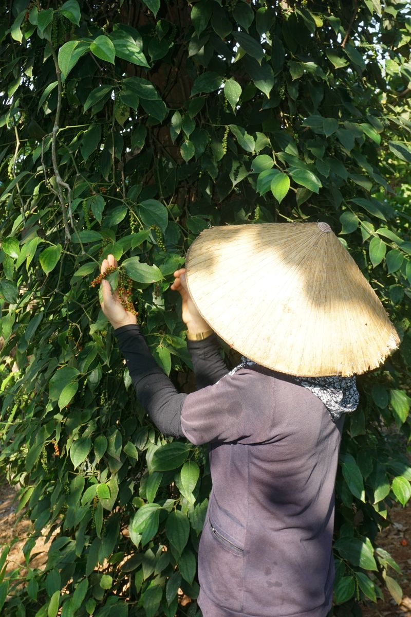 Kampot pepper