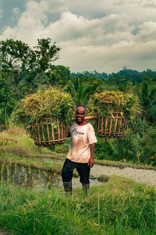 Free Smiling local farmer carrying rice baskets in lush Bali landscape, showcasing traditional agriculture. Stock Photo