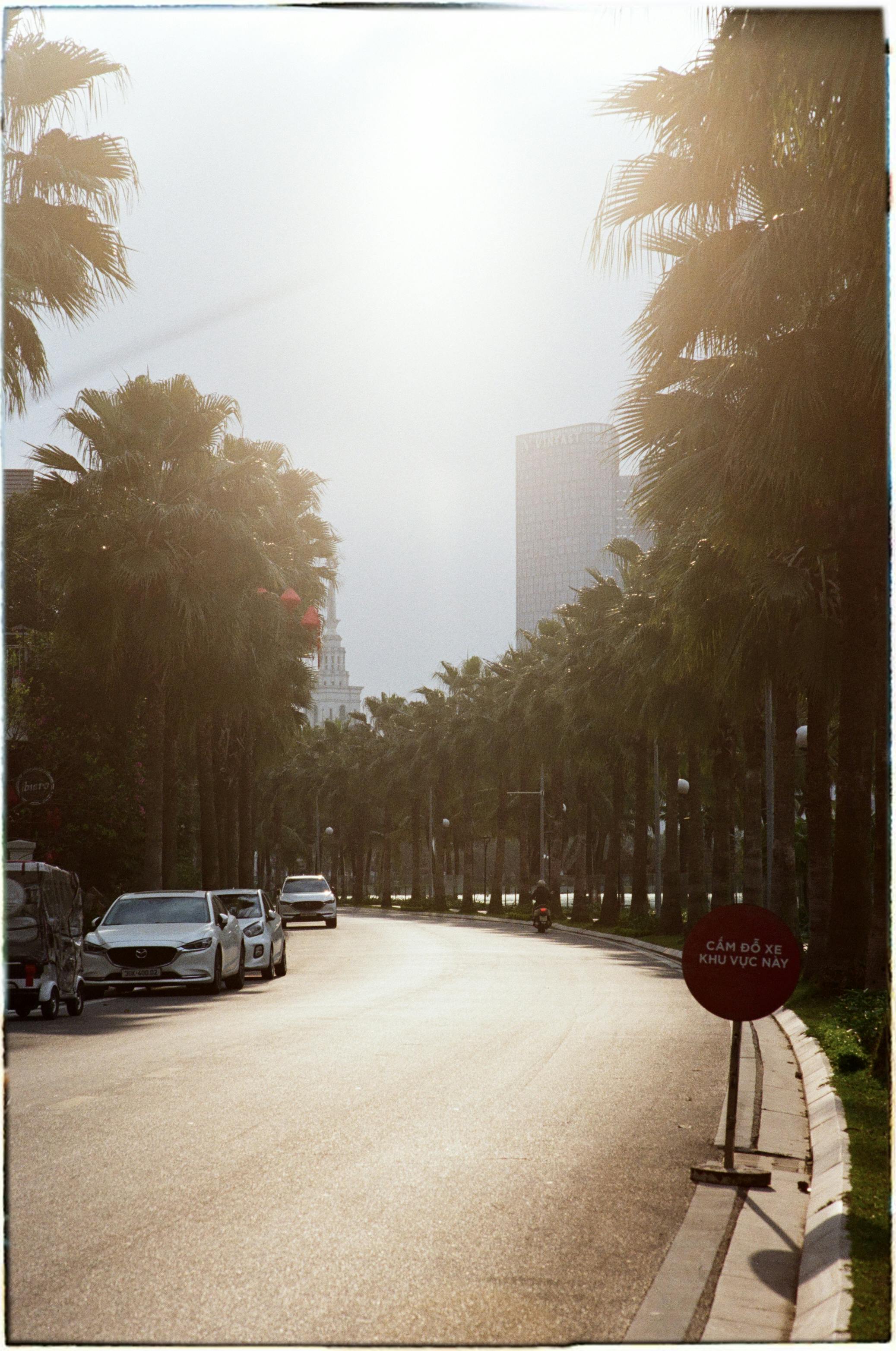 無料 太陽の光に美しく照らされたハノイのヤシの木が並ぶ通りを車が走っています。 写真素材