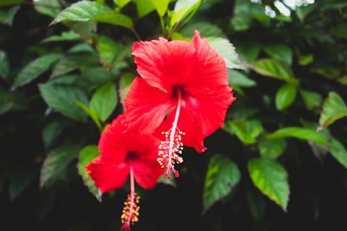 Free stock photo of flower, hibiscus, red