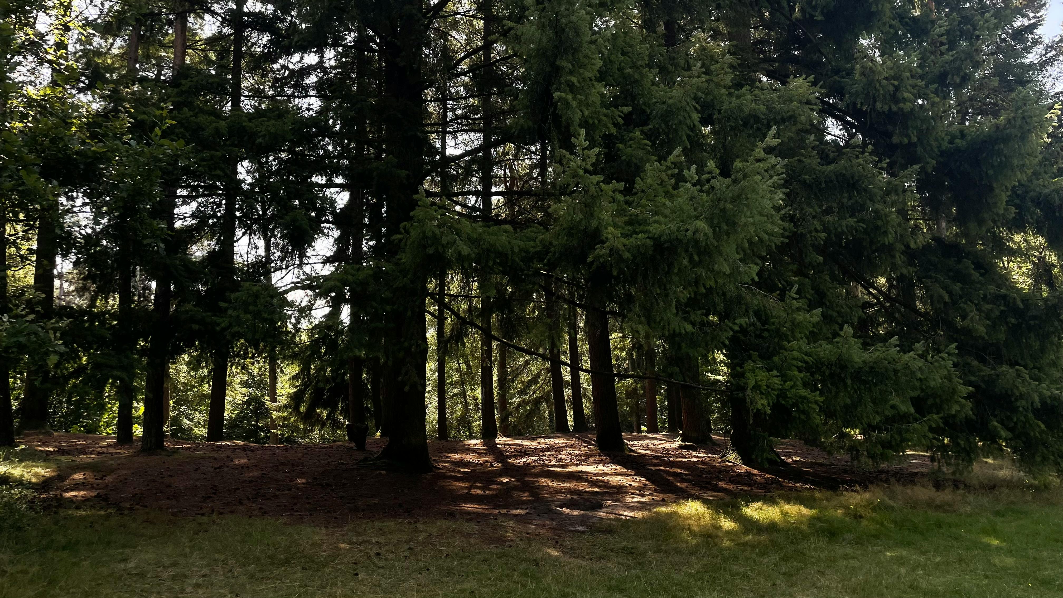 無料 夏の風景の中に高い木々が優しい影を落とす静かな森の雰囲気。 写真素材