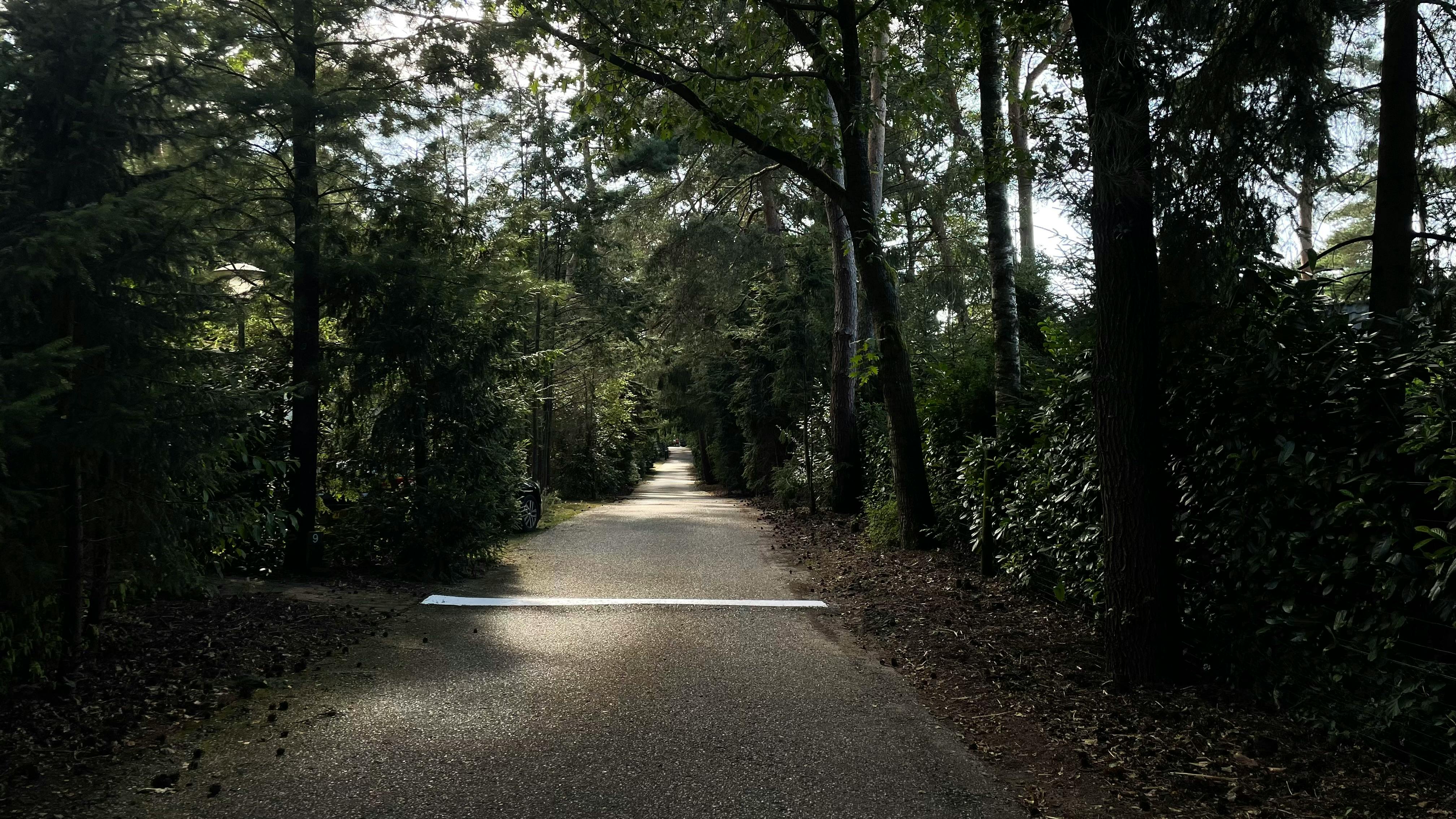 бесплатная Тихая тропинка в окружении пышной зелени в лесу Хет Лоо, Нидерланды, идеально подходит для спокойной прогулки. Стоковое фото