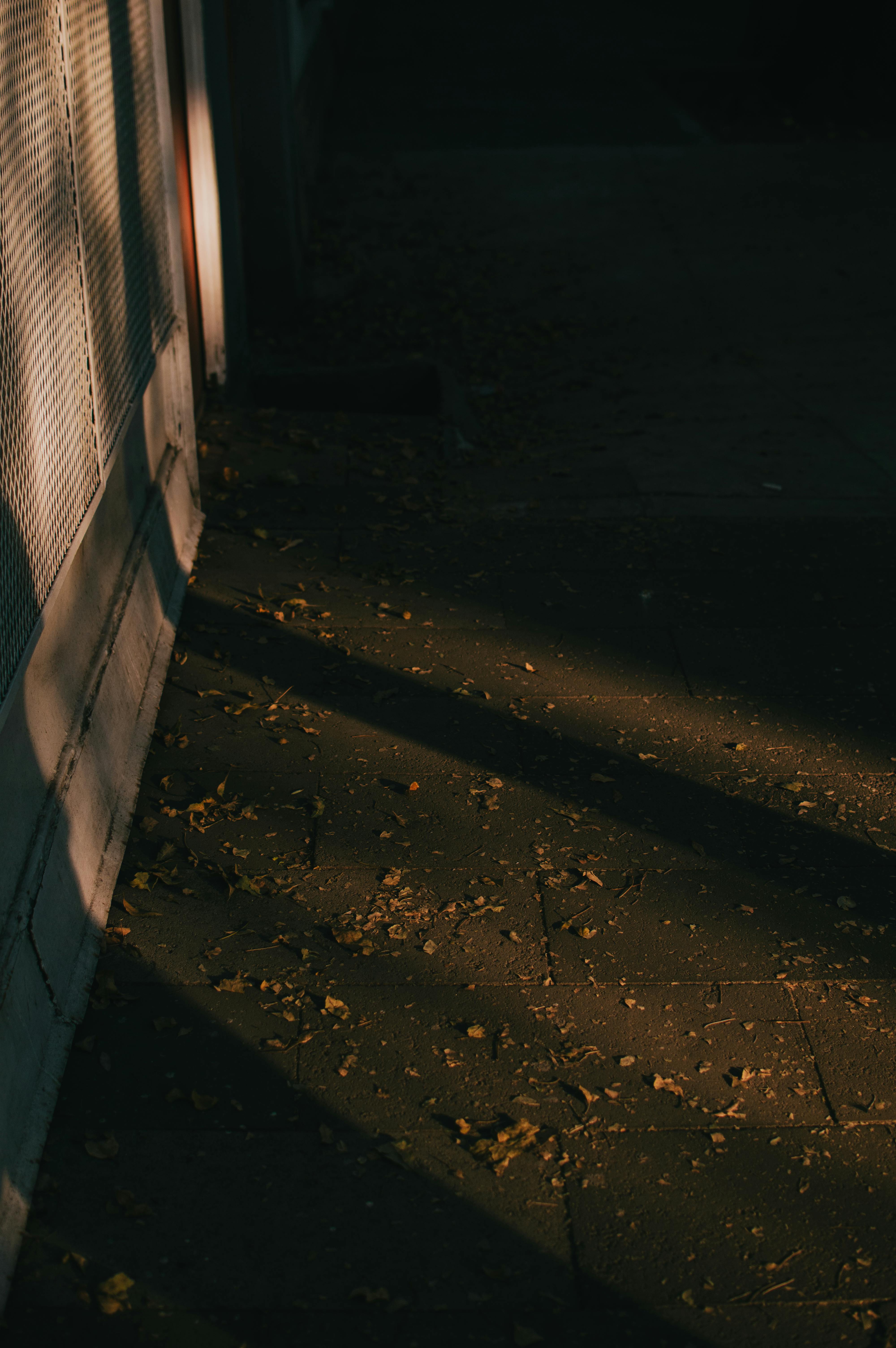 Gratis La cálida luz del sol proyecta sombras en una esquina cubierta de hojas en la Ciudad de México. Foto de stock