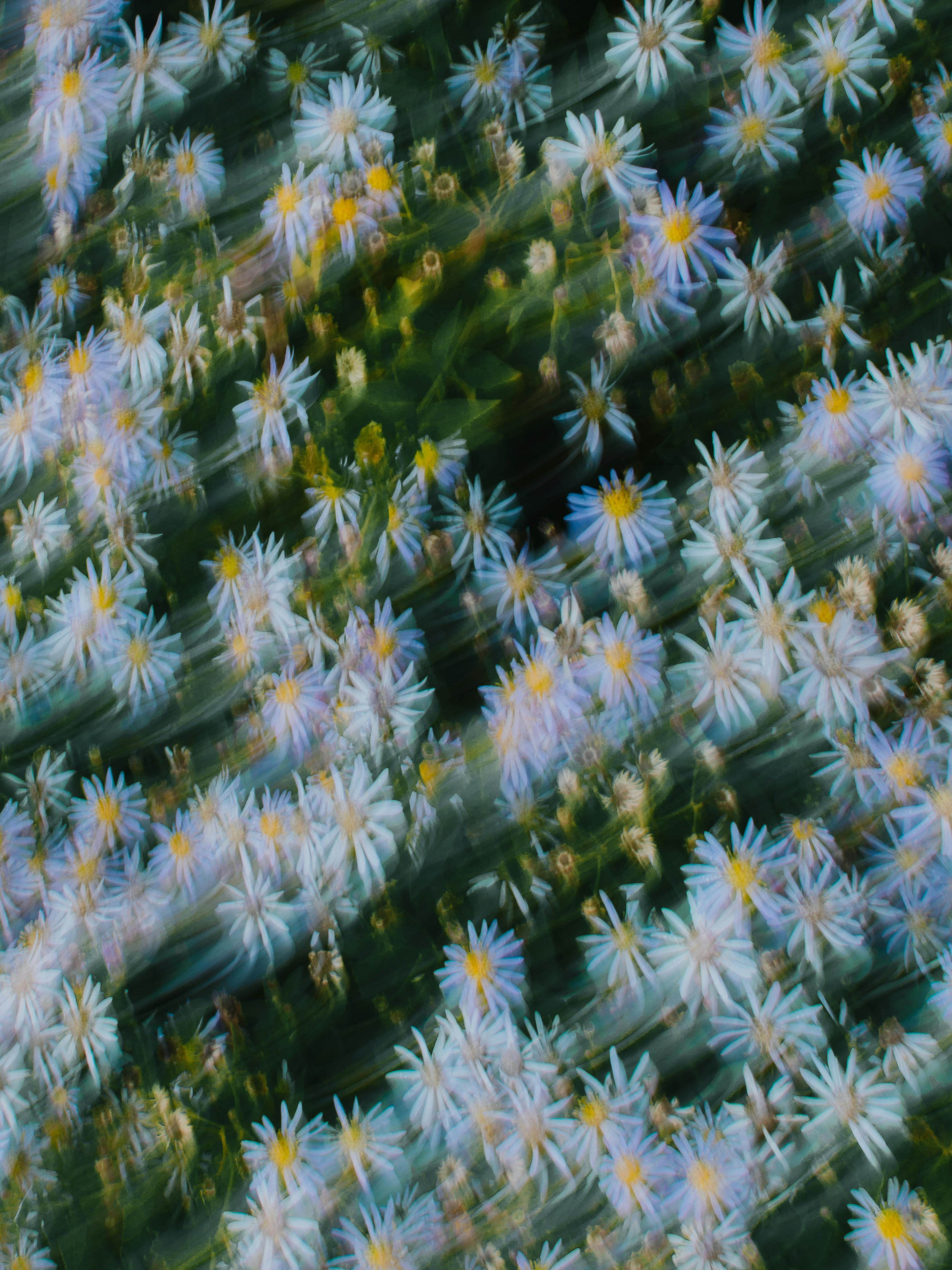 無料 庭の白いヒナギクの動きと色を捉えたぼやけた画像。 写真素材