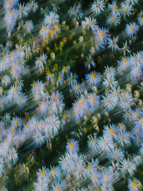 Blurred image of white daisies in a garden, capturing motion and color.
