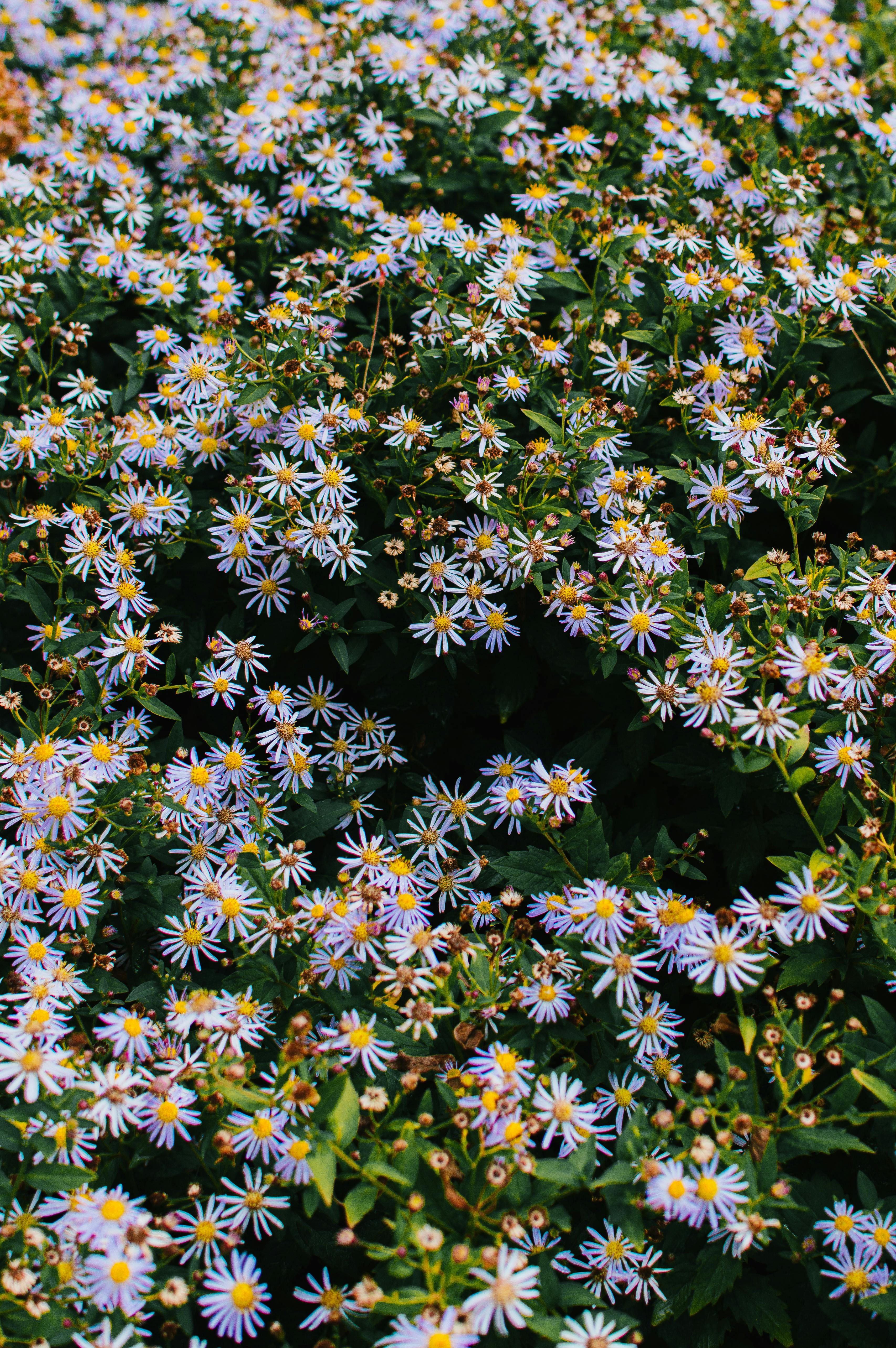 riscv特性寄存器