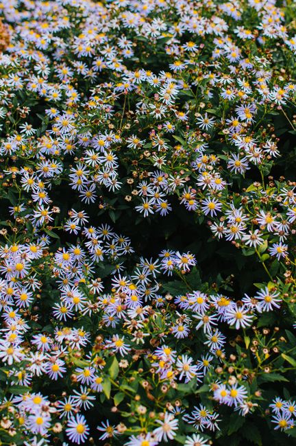 A lush field of daisies in full bloom in Bruges, capturing the essence of a vibrant European spring.
