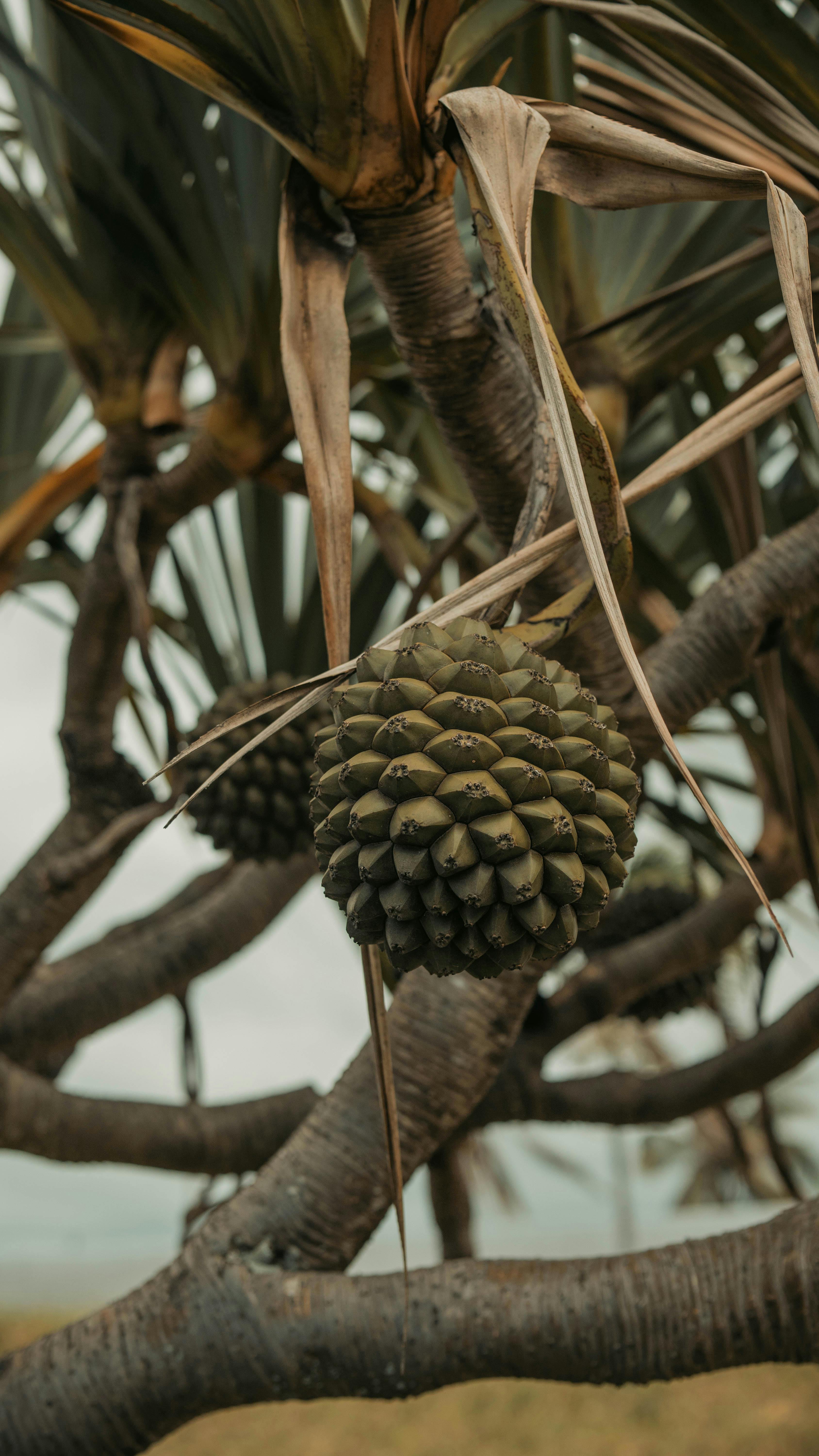 無料 レユニオン島の熱帯果実をつけたパンダナスの木の詳細図。 写真素材